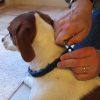 ⁦طوق الكلاب التعليمي Command collar⁩ - الصورة ⁦2⁩